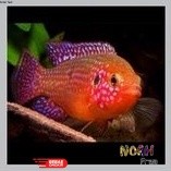 Ikan Red Jewel Cichlid 3-4cm