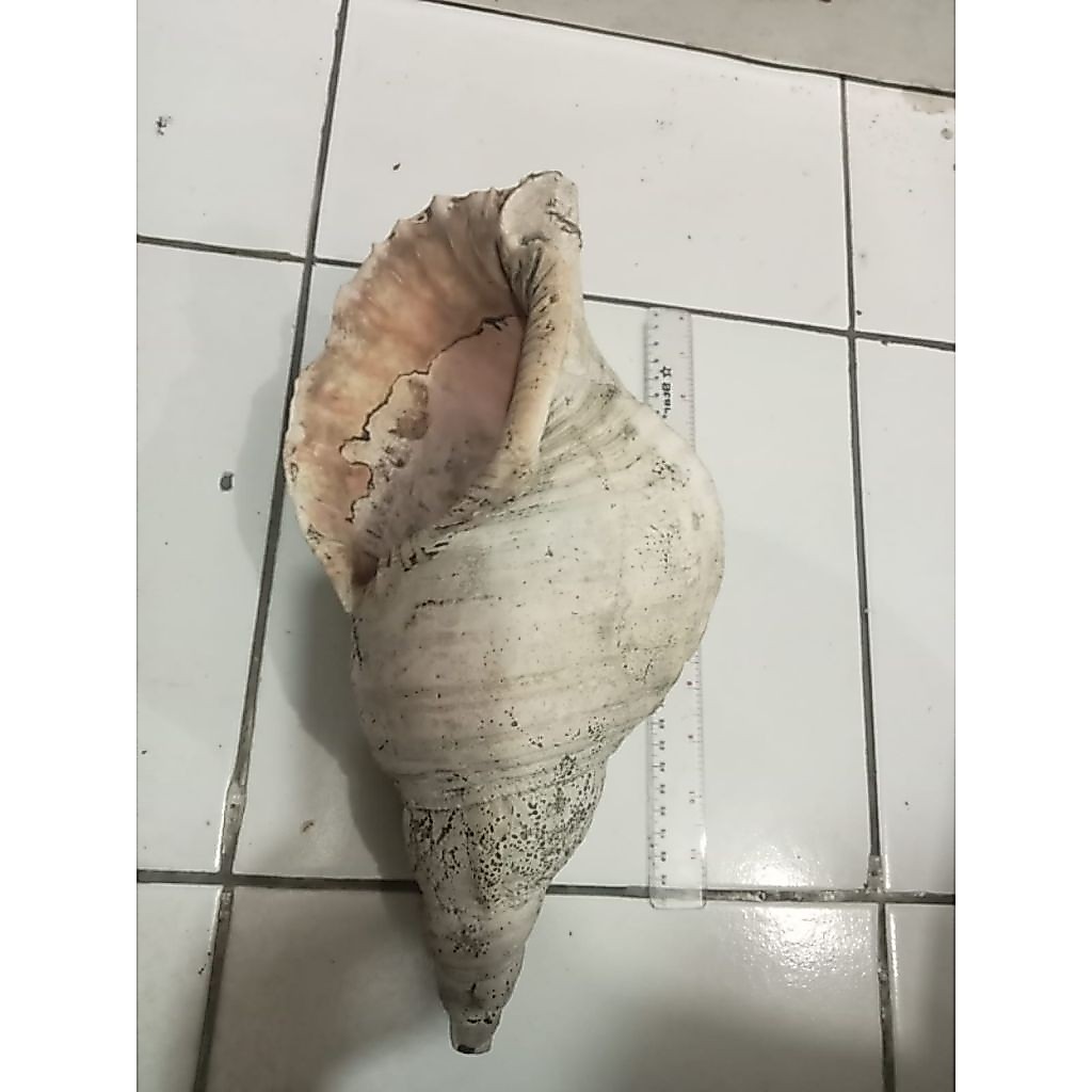 kerang  antik putih triton asli