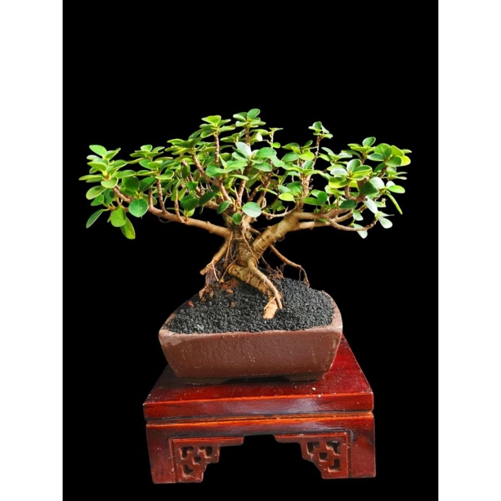 Bonsai Dolar Micro / Dolar Mangkok     Berkualitas