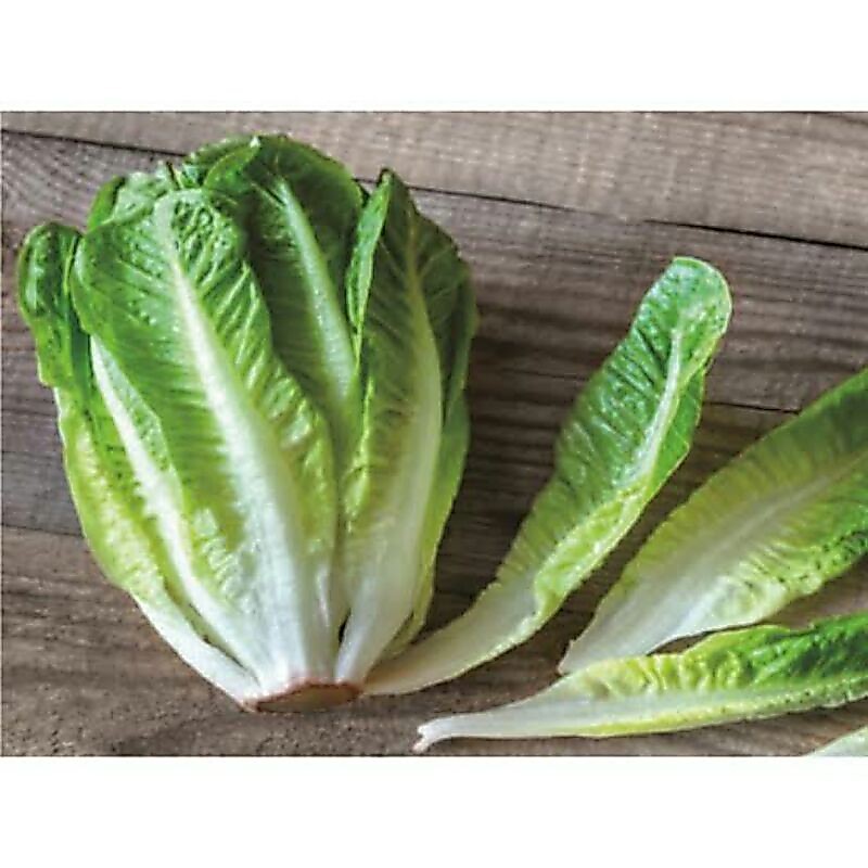 lettuce Romaine