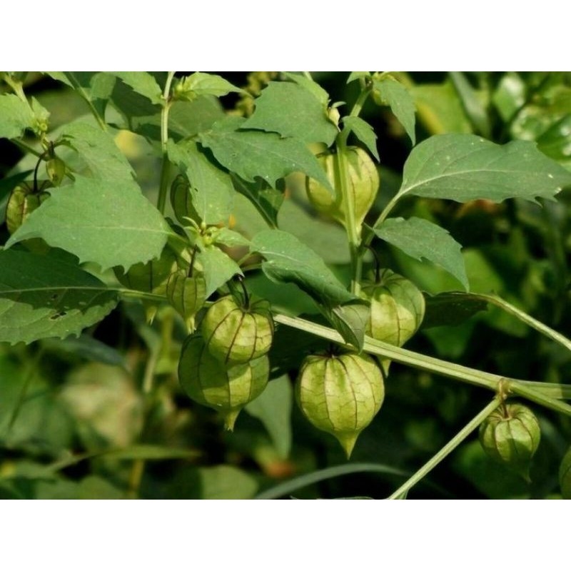 

DAUN BATANG CIPLUKAN / CECENDET FRESH EEGAR MURAH 500 grm