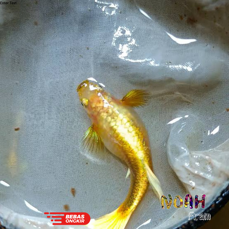 hias aquarium guppy gold betina
