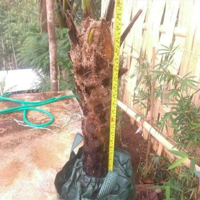 

pakis paku hias pohon paku andam tanaman pakis hias besar