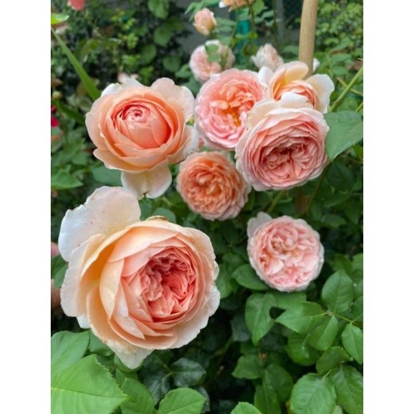 Mawar import Abraham darby