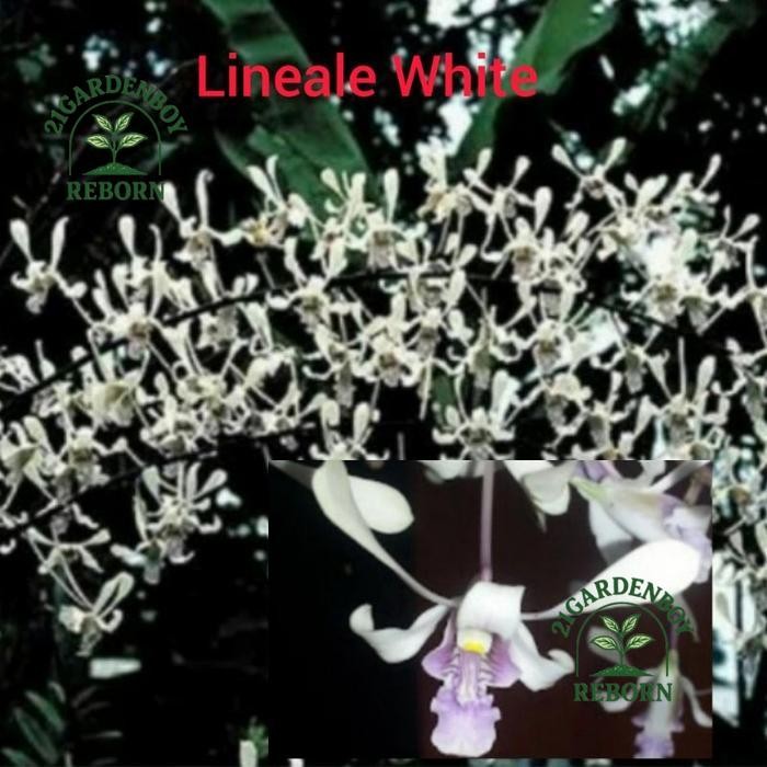 (BISA COD) tanaman hias anggrek dendrobium lineale white dewasa/serumpun .