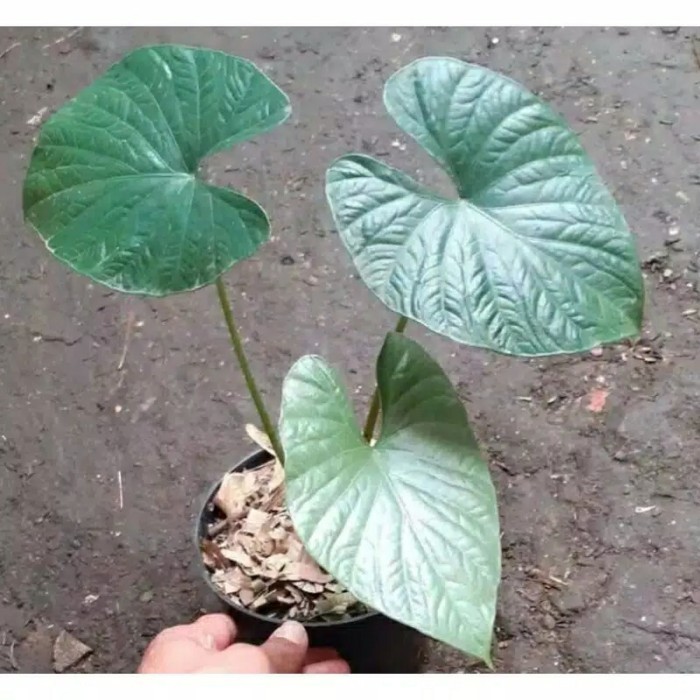 alocasia reginae