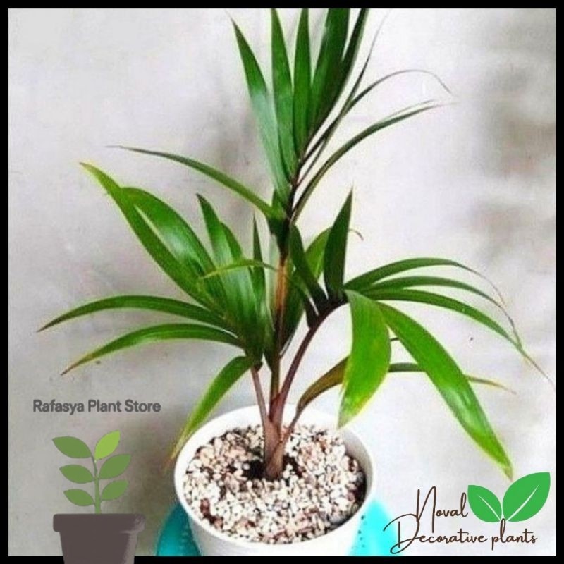Promo COD Tanaman hias palem botol - tanaman palem botol