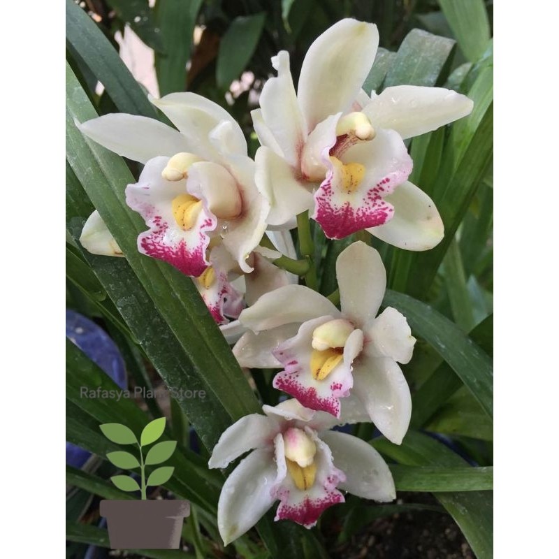 anggrek tanah/ cymbidium ausy joshua putih lidah merah