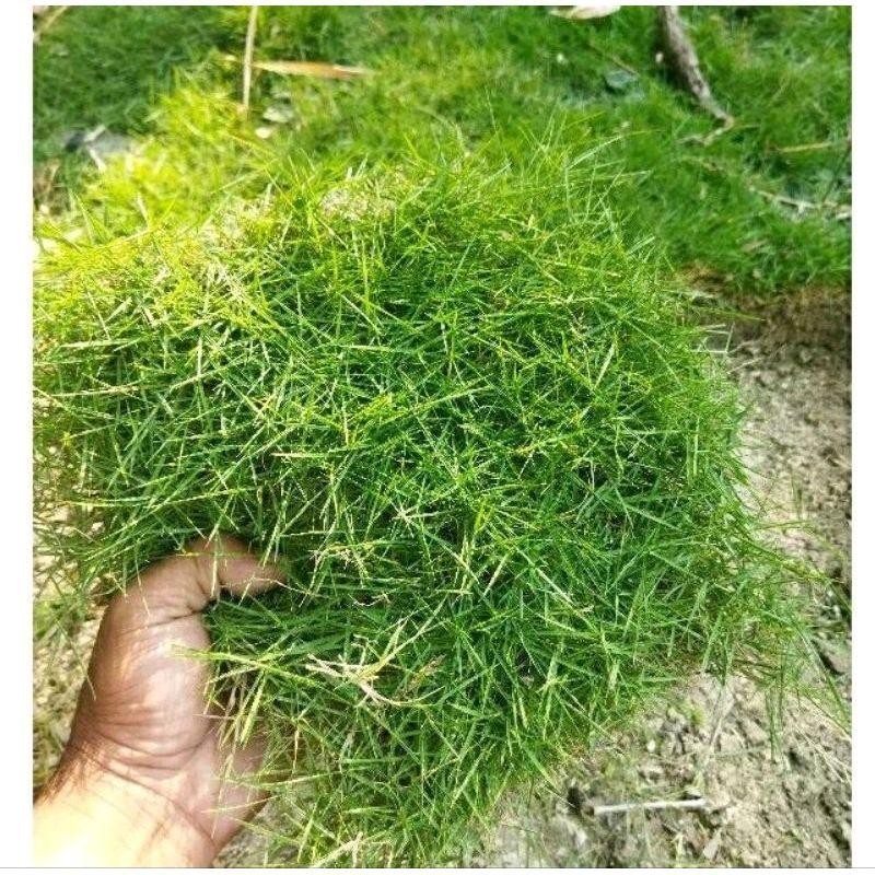 

MURAH!! 15 LEMPENG RUMPUT JEPANG/PEKING TERLARIS