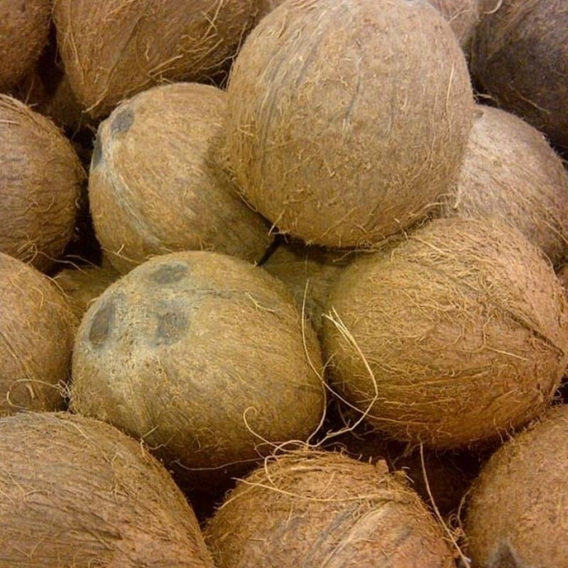 

kelapa tua kupas kulit luar per 1 butir