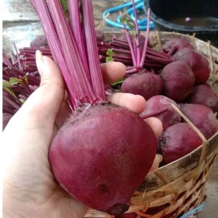 

BUAH BIT/BEET ROOT 500gram FRESH PENGOBATAN HERBAL