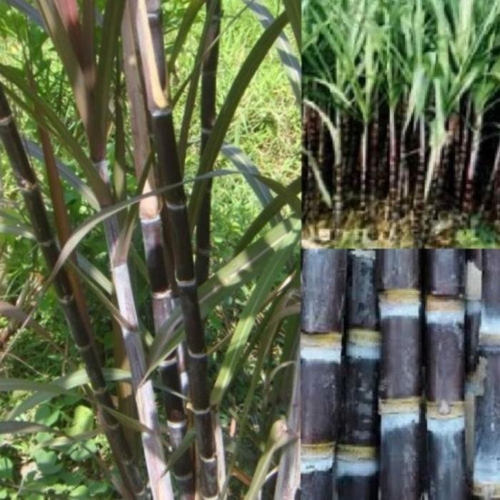 COD Bibit tebu ireng tebu hitam tebu wulung [Gratis ongkir]