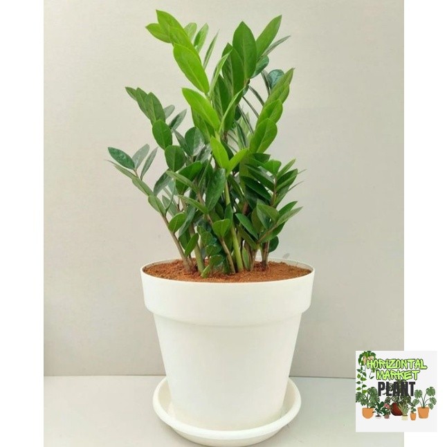 tanaman zamia culcas - dolar zamia - zamioculcas