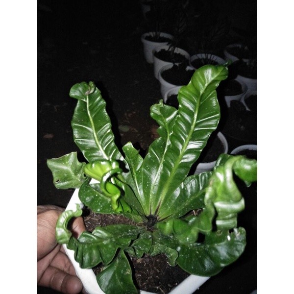 Tanaman kadaka kobra Lestari Alamku