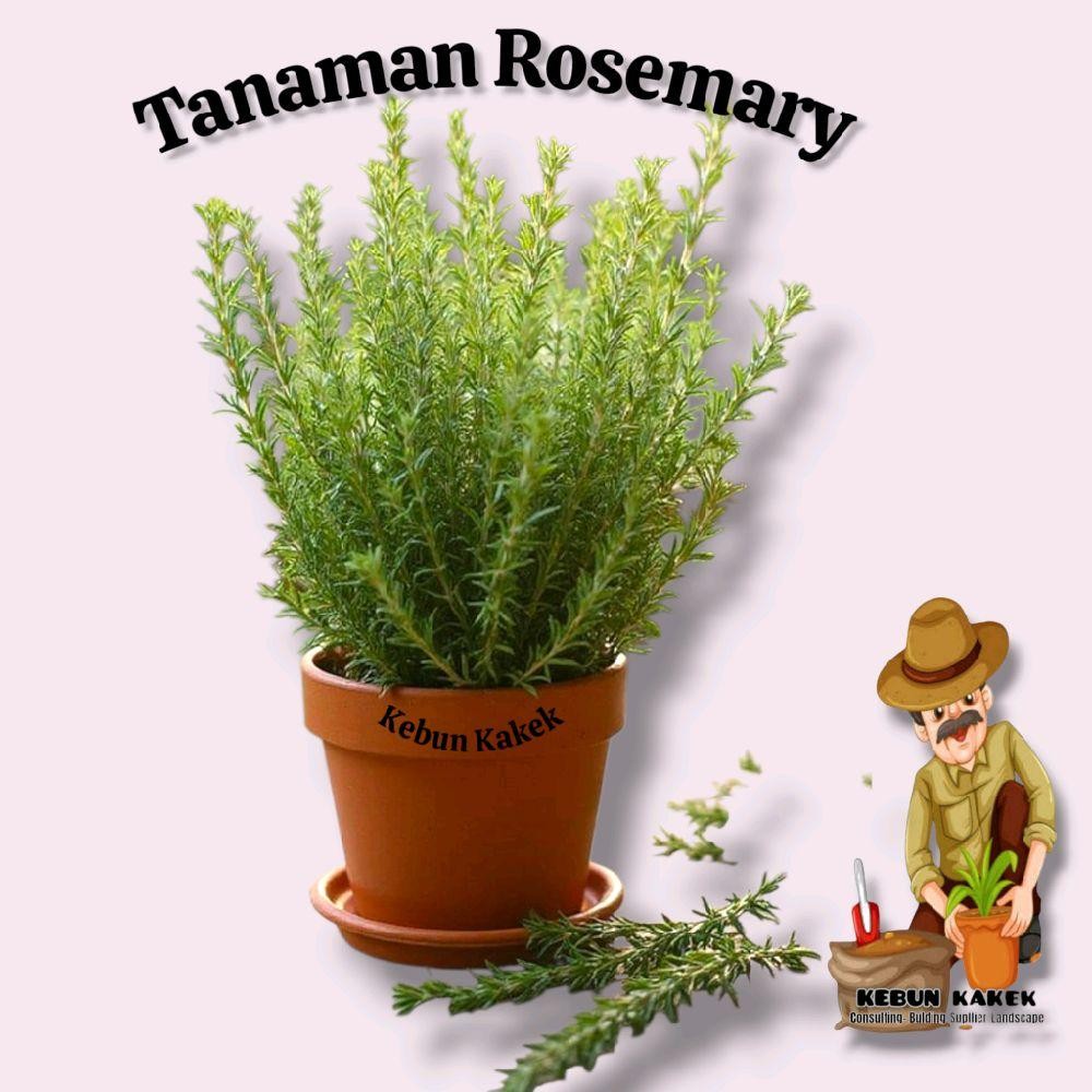 Tanaman Rosemary / Tanaman Anti Nyamuk Rosemary / Tanaman Herbal Rosemary / Tanaman Rosemary Wangi B