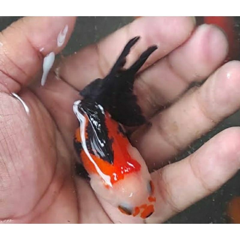 ikan mas koki panda tricolor oranda goldfish / ikan hias mas koki panda gold fish/ ikan mas koky mut