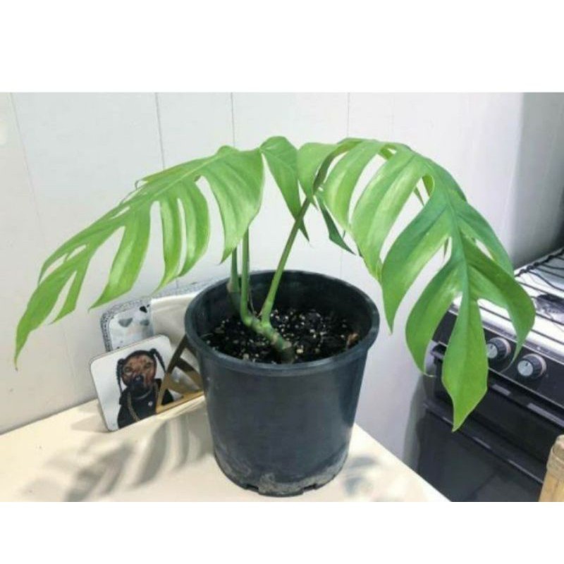 promo Bibit / bonggol monstera ekor naga epipremnum pitanum 188 Herbal COD ready
