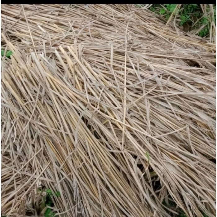 Jerami kering Jerami Pagi Kering 500gram