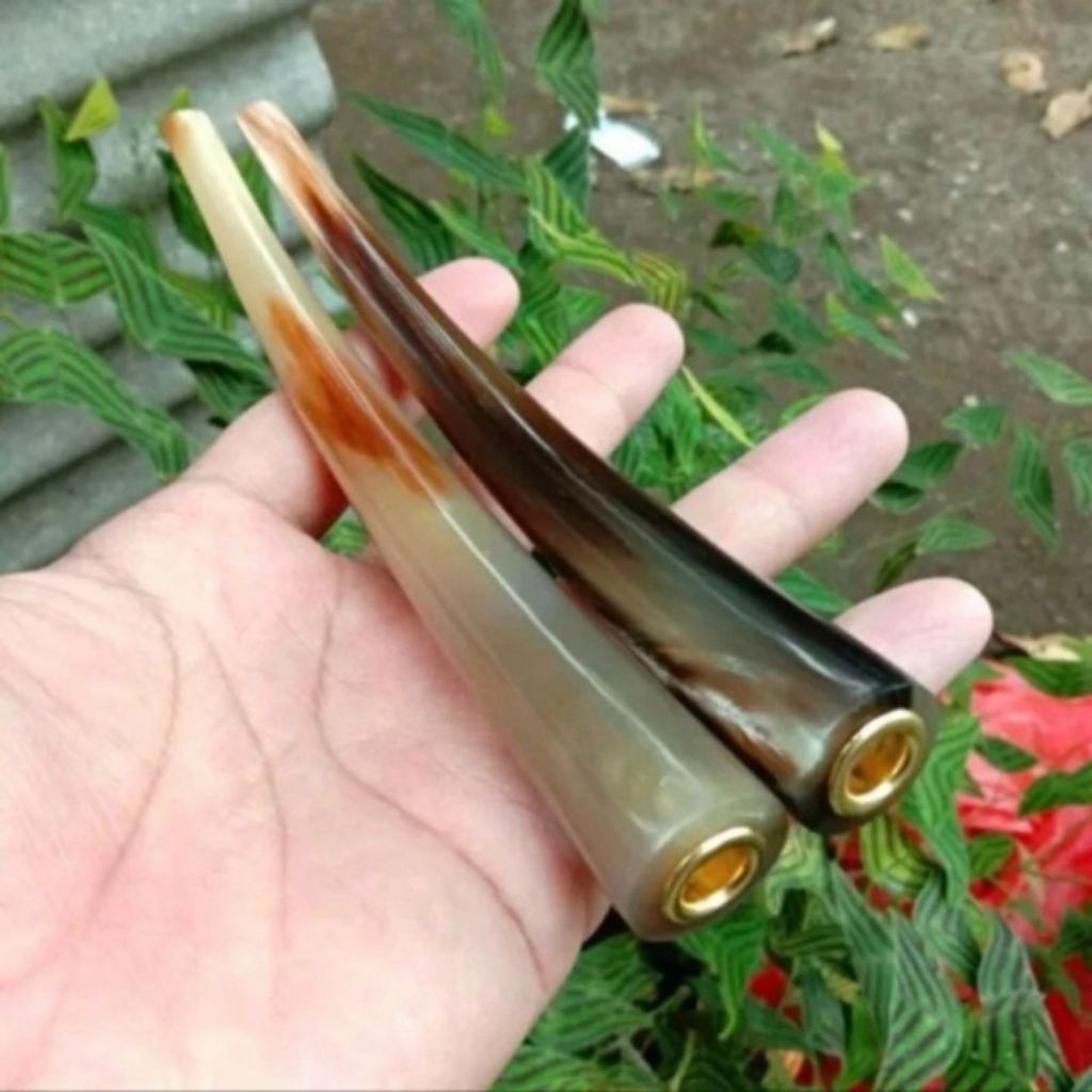 once pipa tanduk kerbau bule