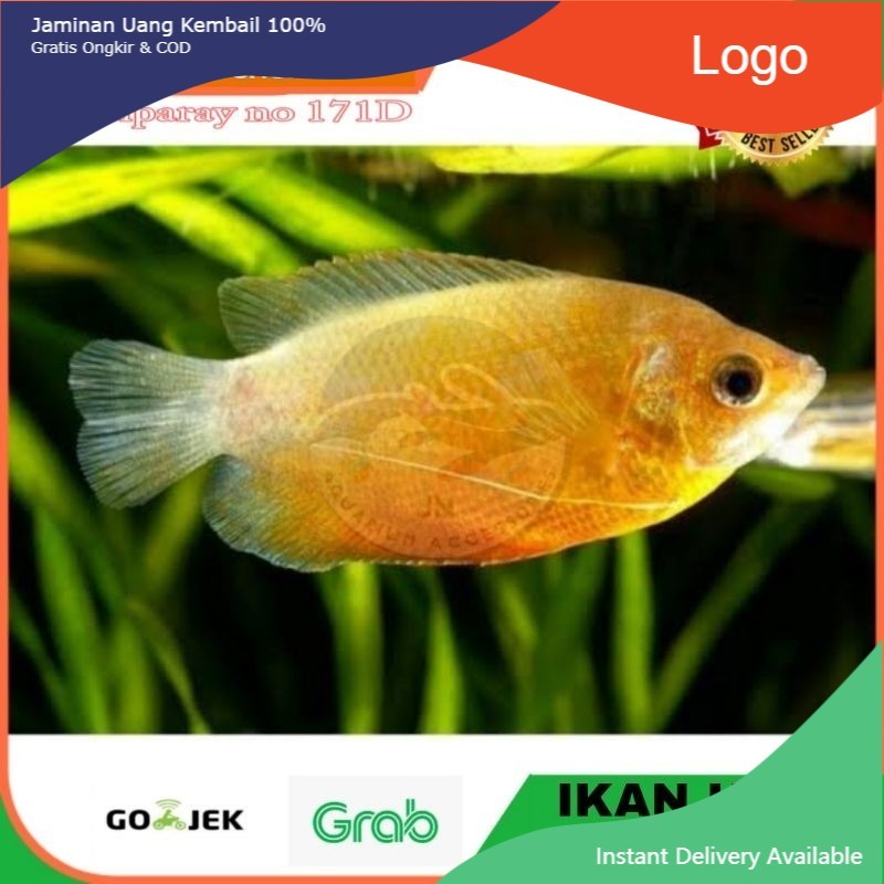IKAN HIAS SEPAT MADU AIR TAWAR AQUARIUM