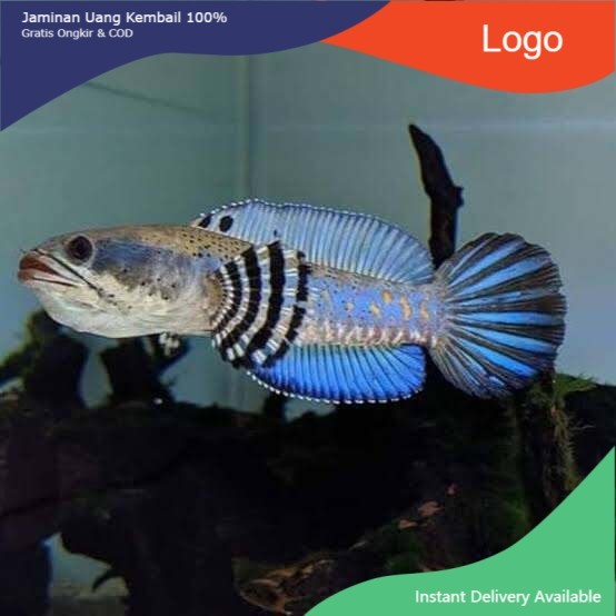 CHANNA BLUE PULCHRA / CHANA BLUE PULCHRA / BABY CHANNA / CHANA -+ 6CM