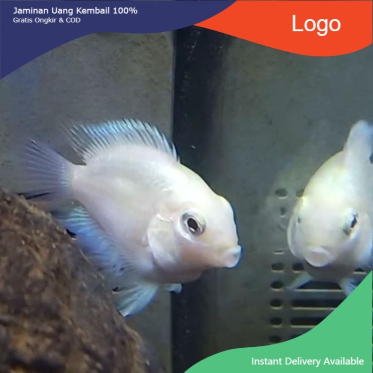Ikan Hias Platinum Polar Parrot Putih Hiasan Aquarium Aquascape
