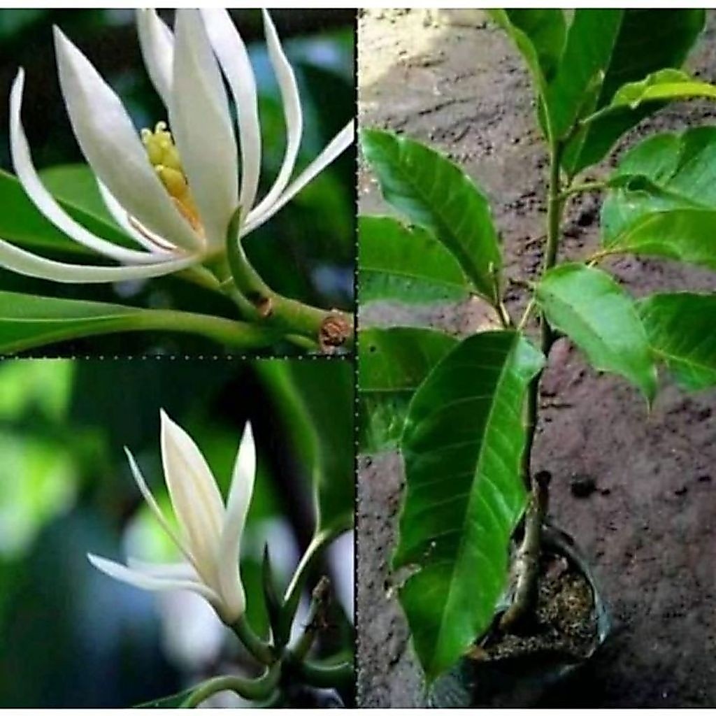 Pohon bunga kantil putih / Tanaman hias bunga kantil putih