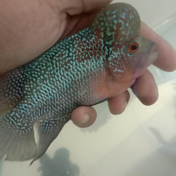 ikan louhan srd thailand