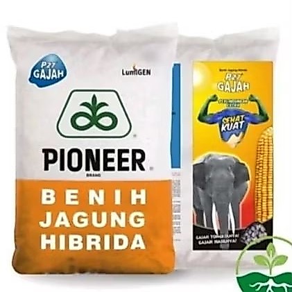 Benih jagung p27 gajah 1kg