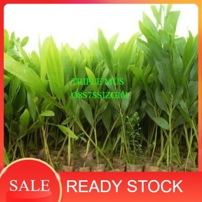 Bibit Tanaman Pohon Akasia
