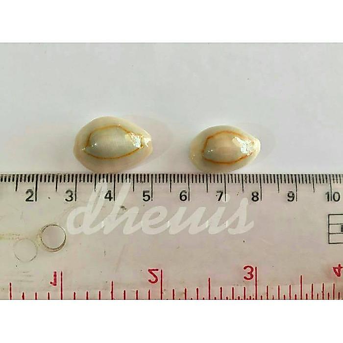 Kuwuk - Biji Congklak Kerang