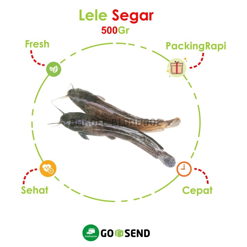 

IKAN LELE SEGAR 500GRAM SUDAH BERSIH ISI PERUTNYA/ CATFISH / FRESH FISH / HASIL LAUT SEGAR