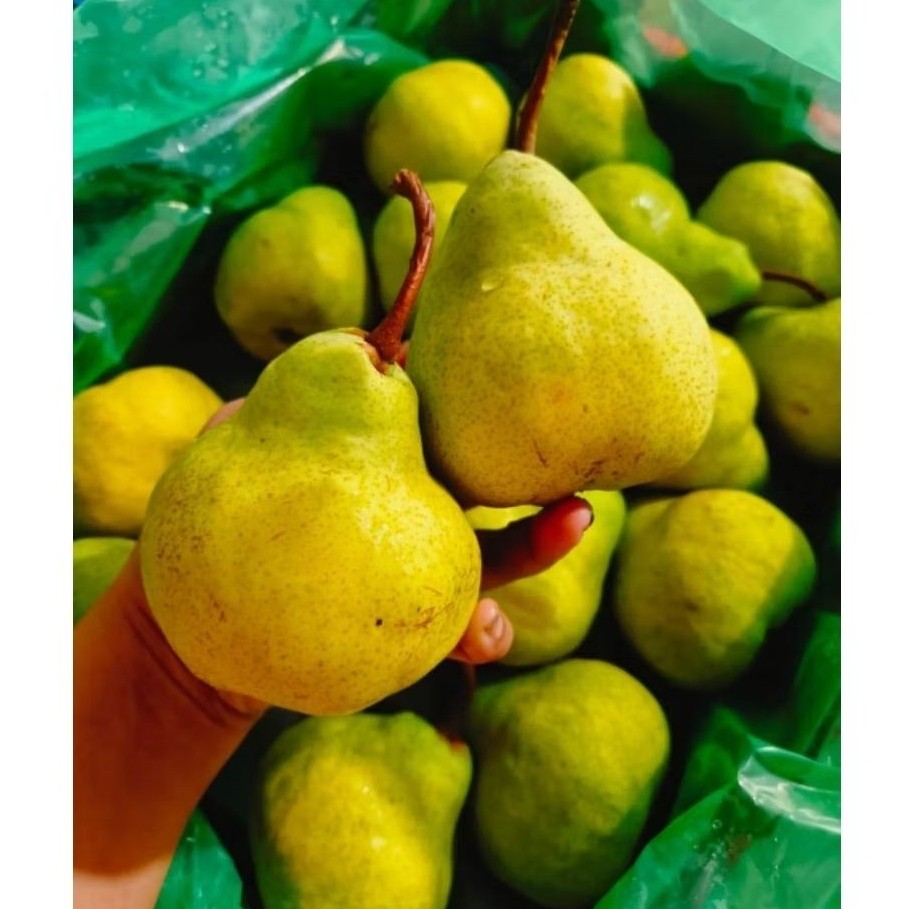 

Pear Packham pear jambu 1kg surabaya instan