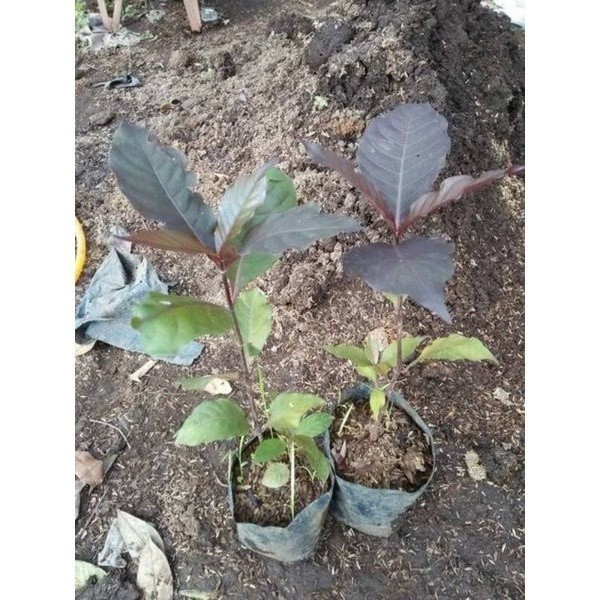 LadangHerbal PROMO Bibit Benih Daun Handeuleum Daun Ungu Obat Wasir Ambeien Ambeyen Termurah Ori Asl