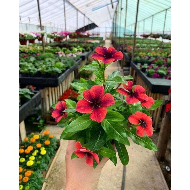 TANAMAN HIDUP BUNGA HIAS , VINCA TAPAK DARA - BUNGA HIAS VINCA - BUNGA HIDUP TAPAK DARA - VINCA TAPA