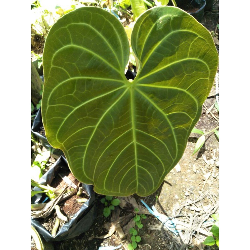 

Tanaman hias kuping gajah Lestari Alamku