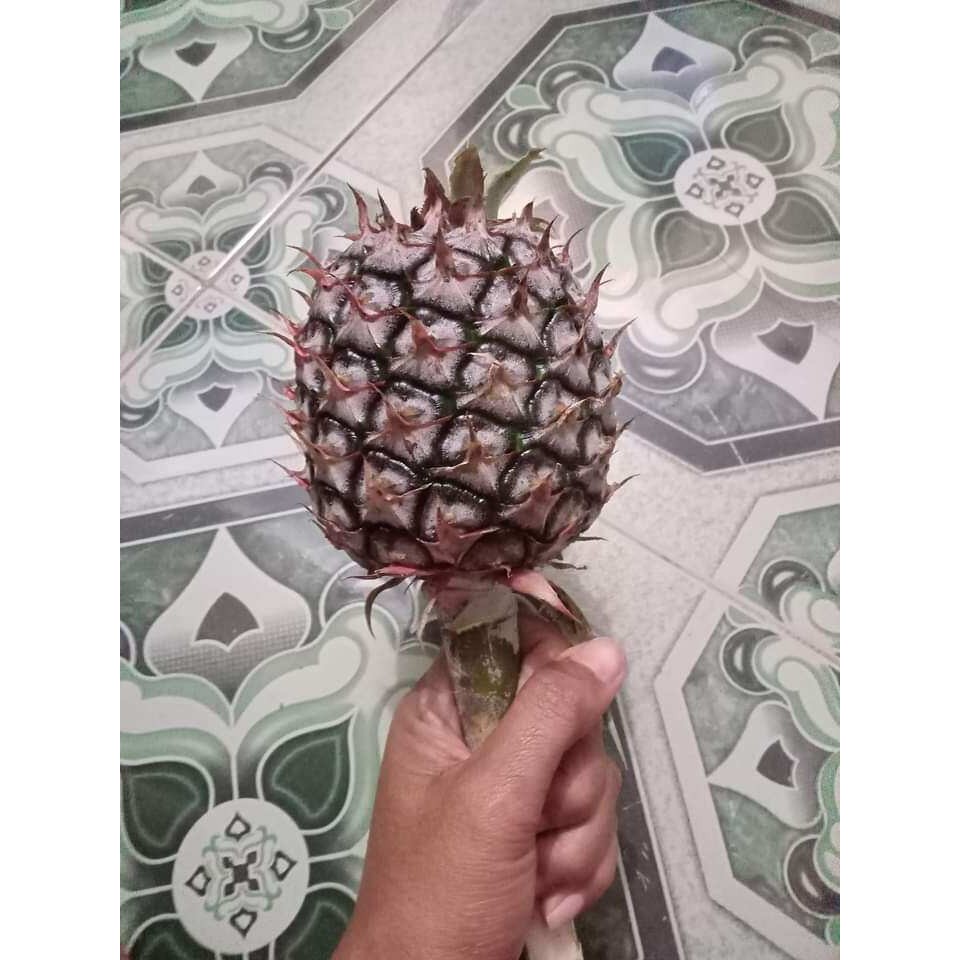 

Buah nanas muda pelancar haid