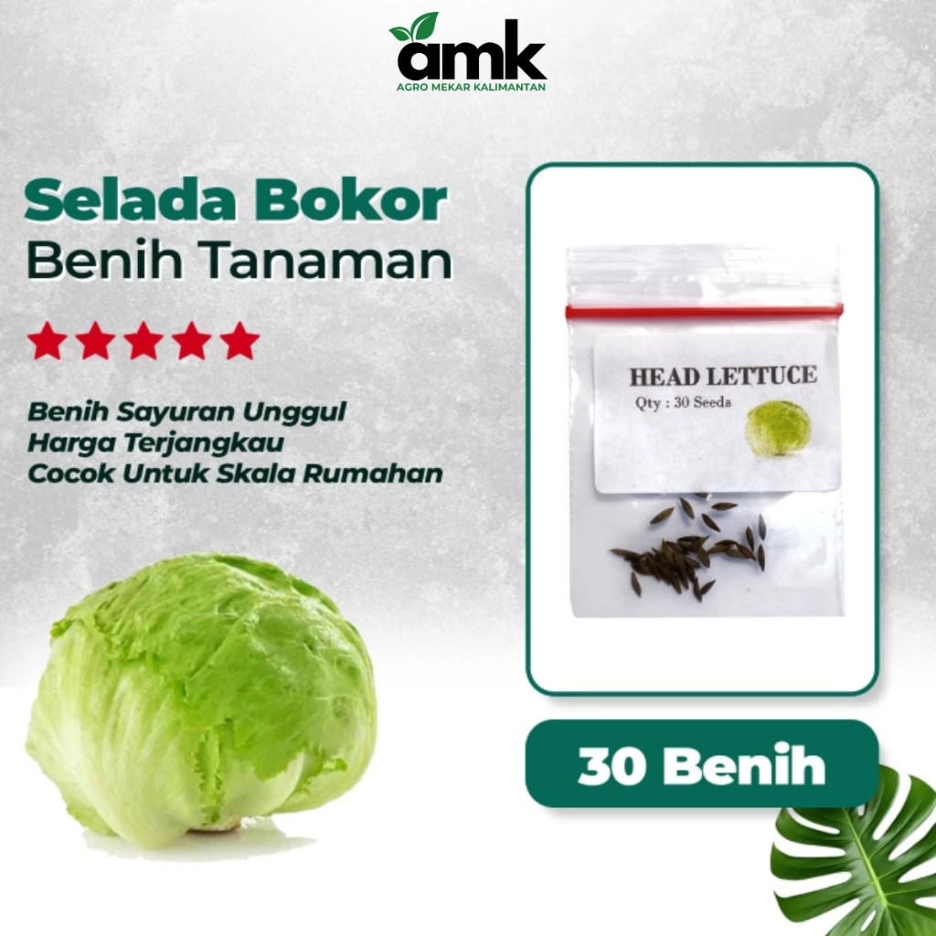 Benih Bibit SELADA HIJAU HEAD LETTUCE Bokor - Agro Mekar Kalimantan