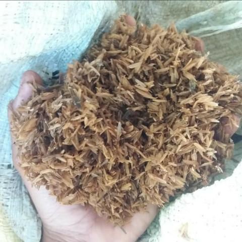 Media Tanam Sekam Asli Bibit Tanaman Super Unggul CV GLAMOUR TANI