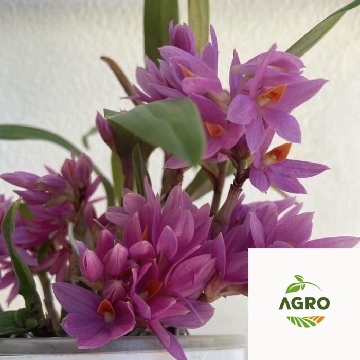 Tanaman Hias Anggrek Dendrobium Mini Hibiki