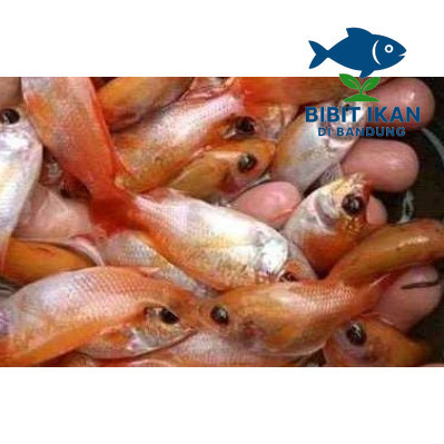 Bibit / benih ikan Nila Merah 1 jari Per 100 Ekor
