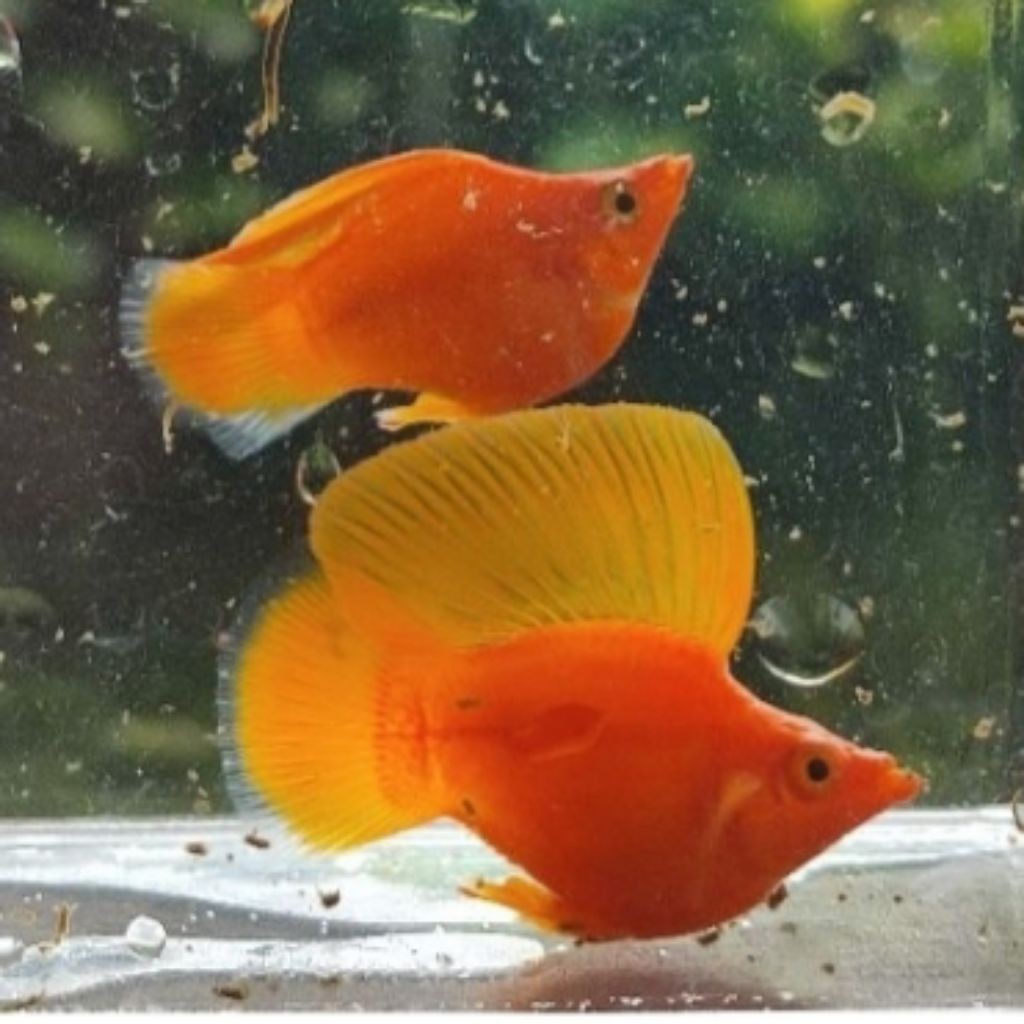 Hiasan Aquarium Molly Sunkist Balon Sailfin Round Tail Grade A