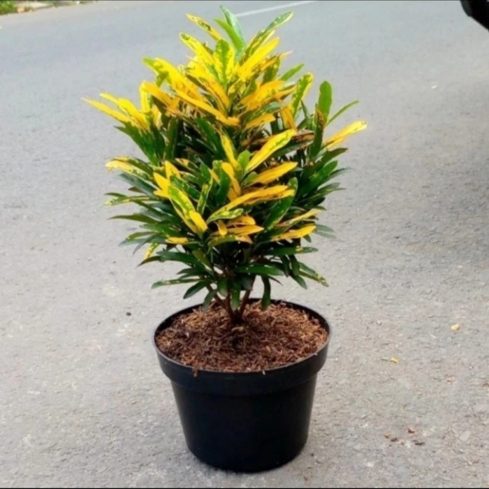 TANAMAN HIAS PURING CABE RIMBUN