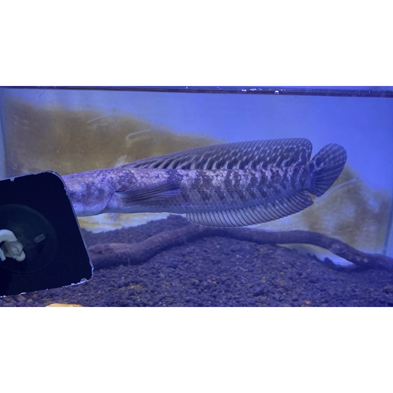 HOBI MARU YS 18-20ceem bahan progres