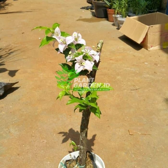 MURAH tanaman hias bibit bugenvil - bibit bonsai bugenvil Bunga