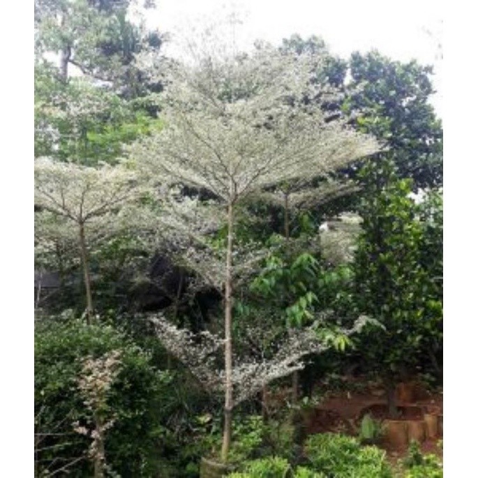 Bibit Pohon Ketapang Kencana Varigata uk Sedang ( Daun Putih Asli )