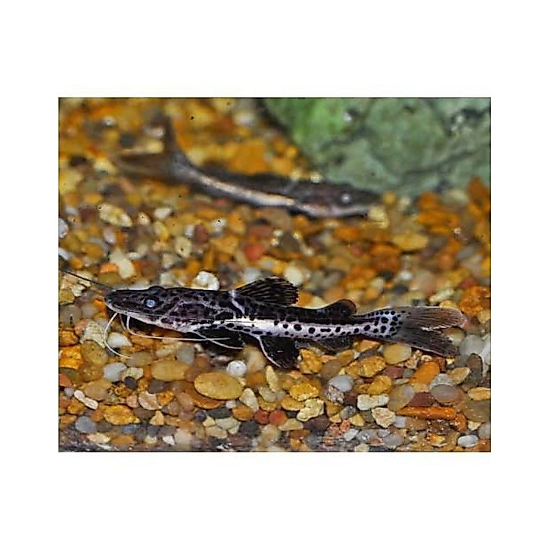 ornamen cometank leopard catfish