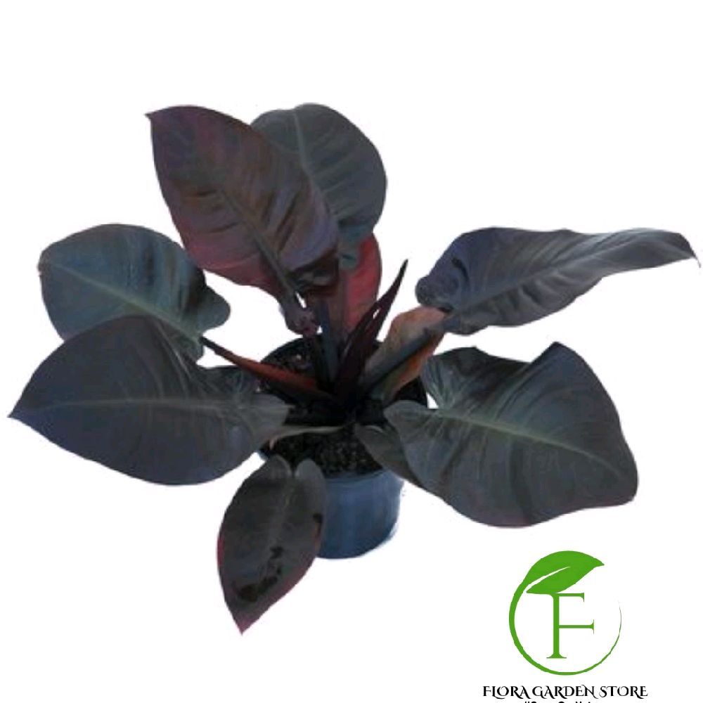 PROMO Tanaman hias philodendron black cardinal dewasa jumbo / pohon philodendron black cardinal