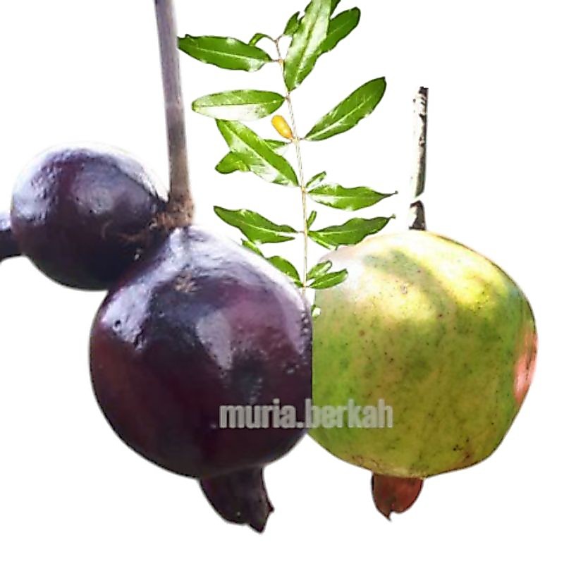 Buah Delima Lokal Putih Delima Hitam Delima Merah Muria Fresh