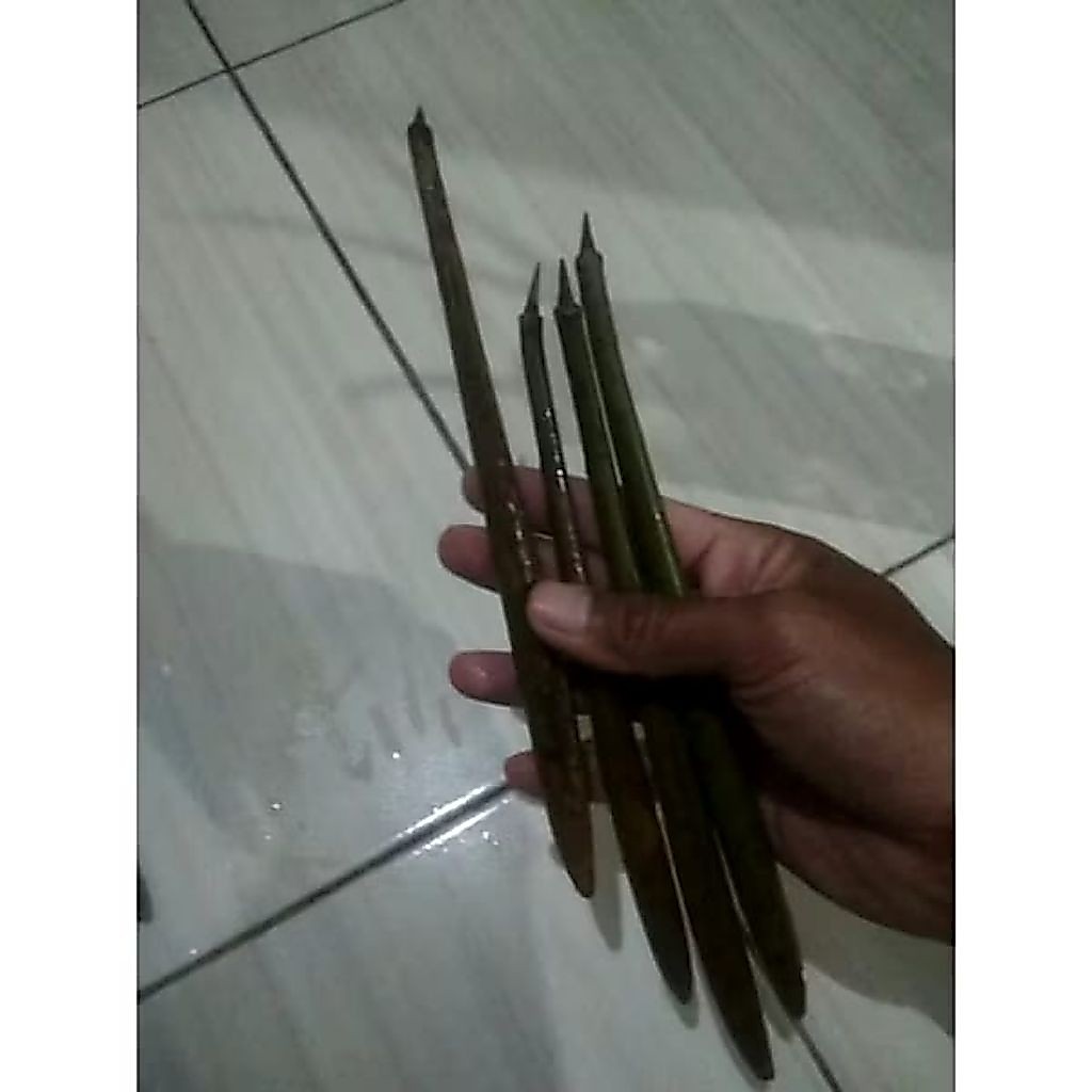 BIBIT TANAMAN BAKAU MERAH